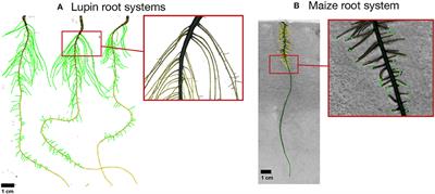 Call for Participation: Collaborative Benchmarking of Functional-Structural Root Architecture Models. The Case of Root Water Uptake